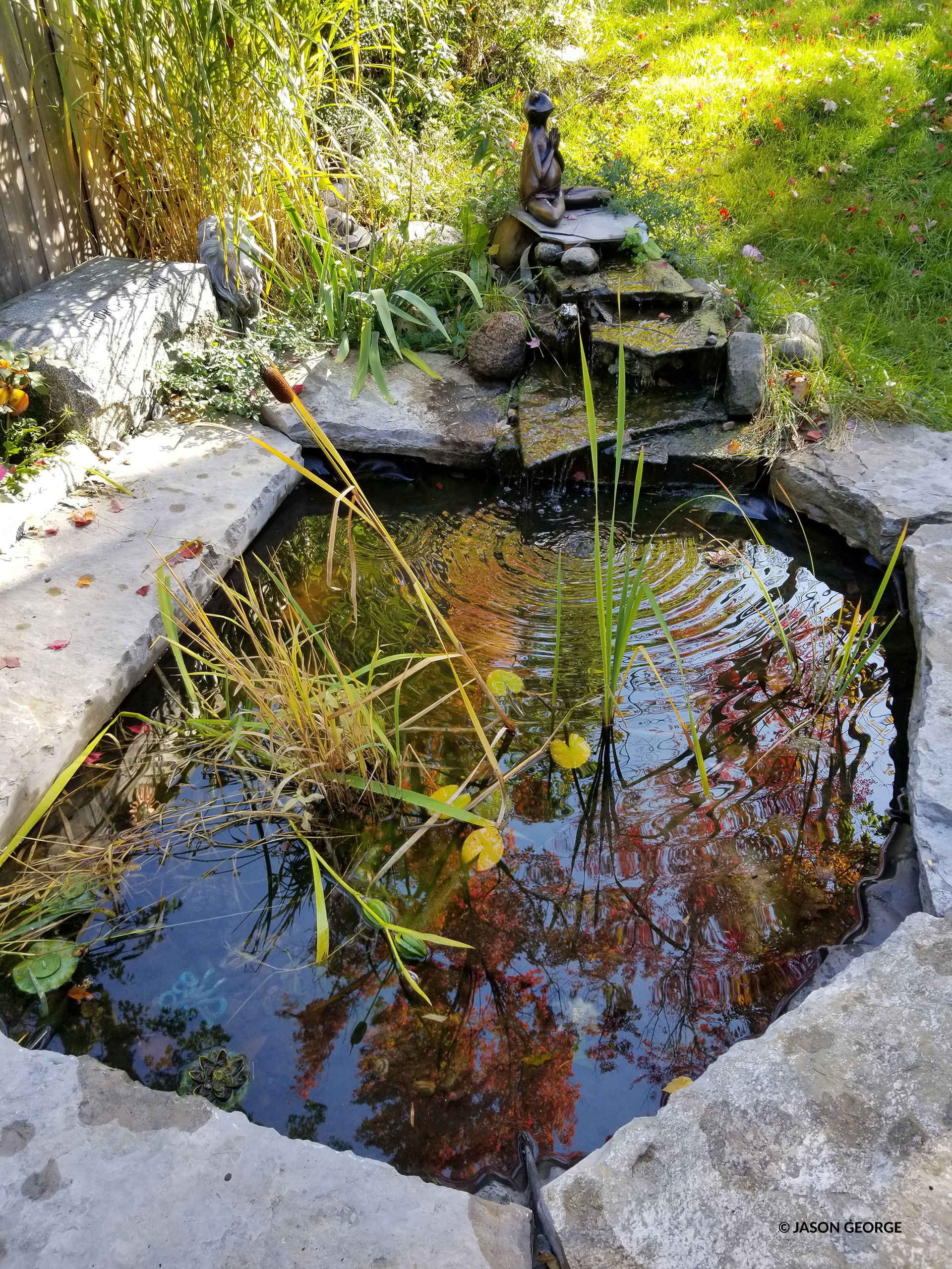 wildlife-friendly pond