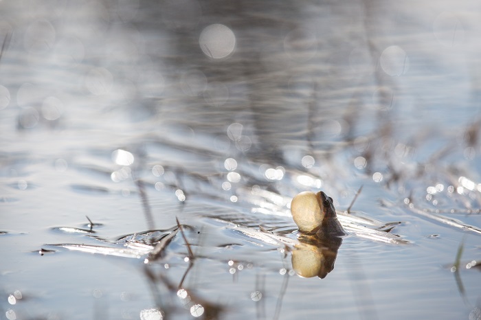 western chorus frog calling