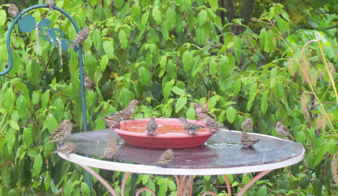 bird bath