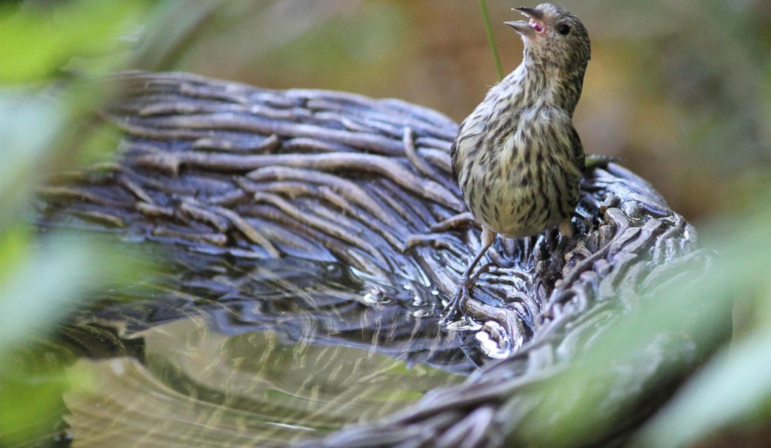 A birdbath should be refilled with fresh water every day