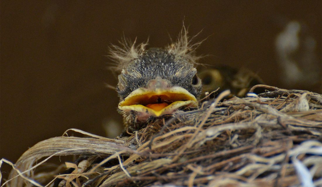 How to Help a Baby Bird That Has Fallen Out of a Nest: 14 Steps