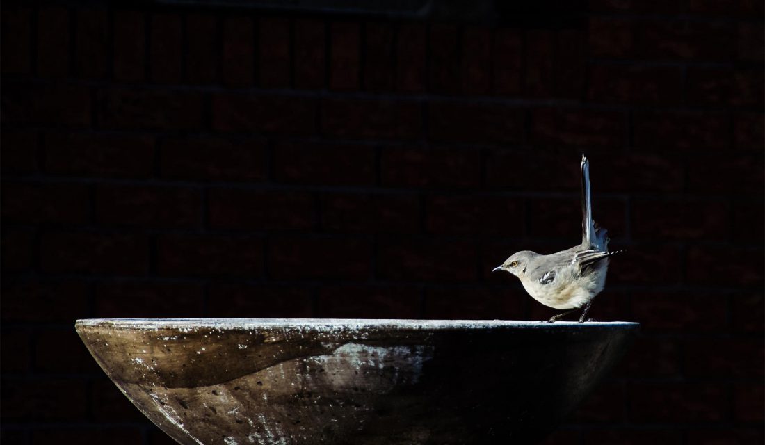 Miguel de la Bastide Northern mockingbird