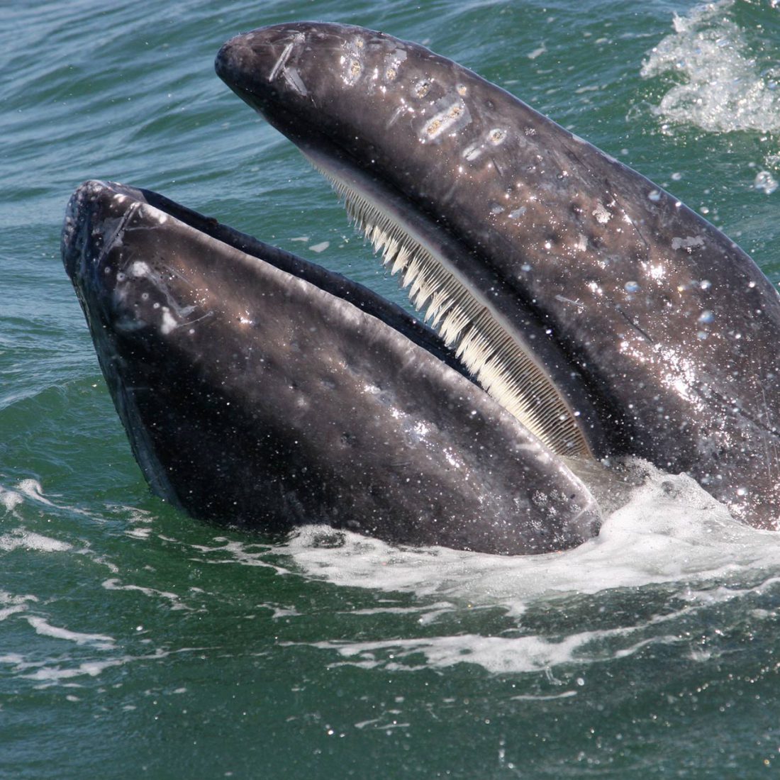 baleen whale mouth