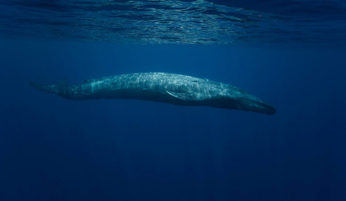 blue whale