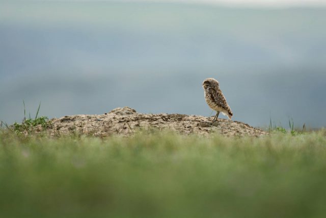 burrowing owl sk