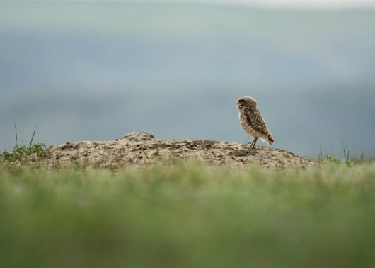 burrowing owl sk
