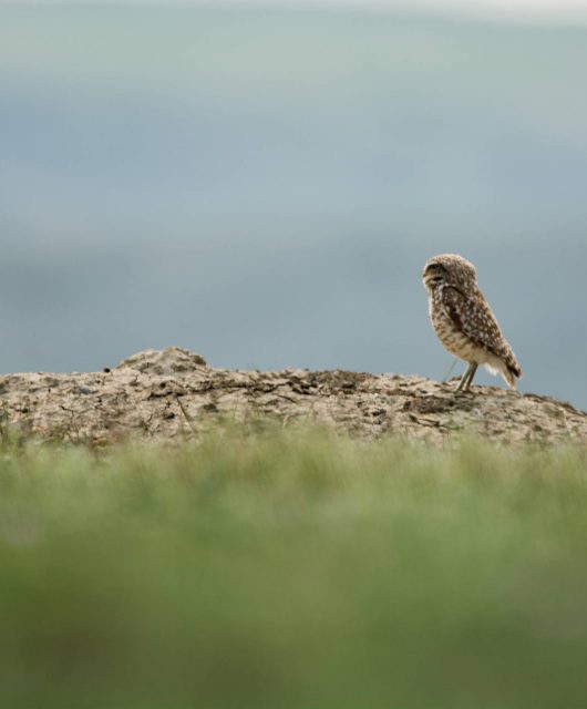 burrowing owl sk