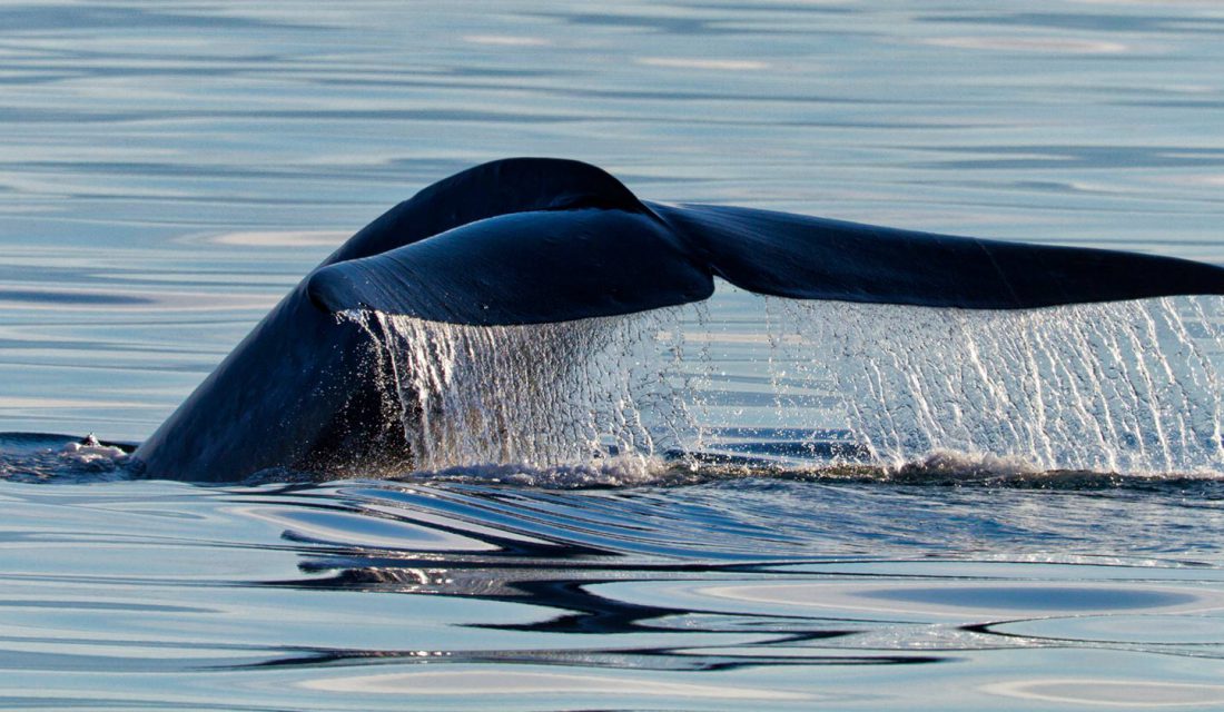 fin whale