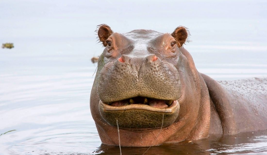 hippo