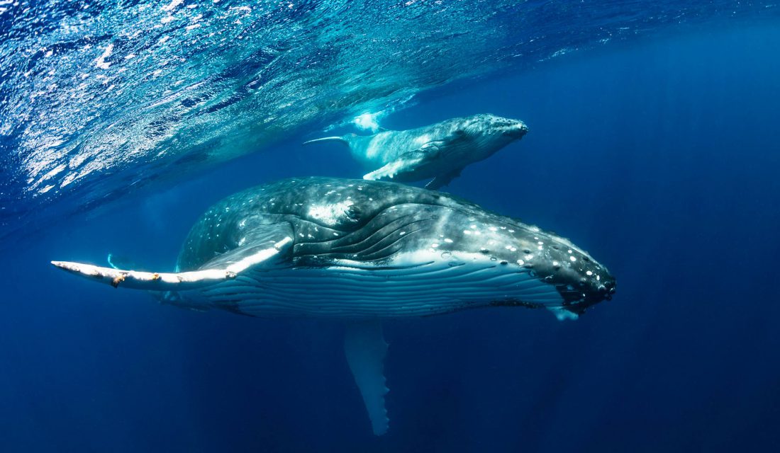 humpback whale mom and baby