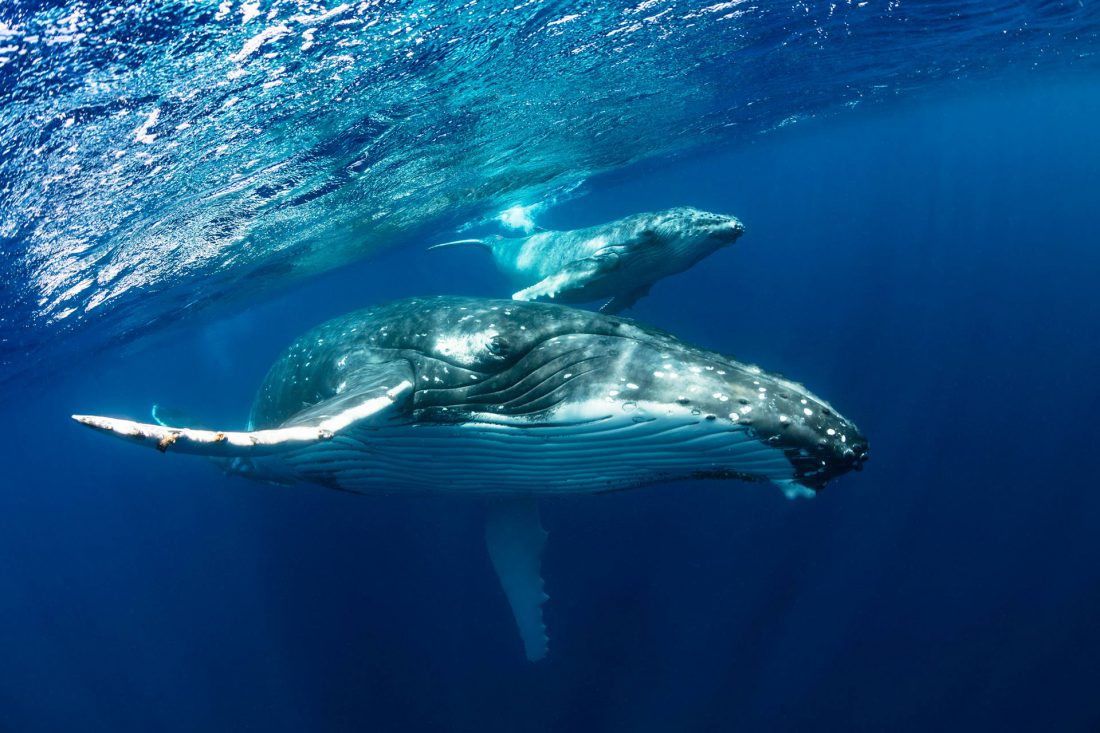 humpback whale mom and baby