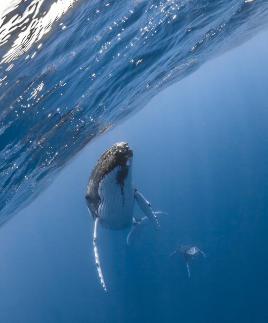 humpback whale mom and baby