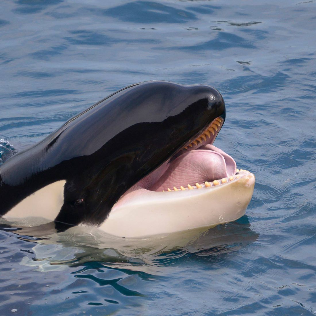 Does cat poop pose a problem for belugas? - Baleines en direct