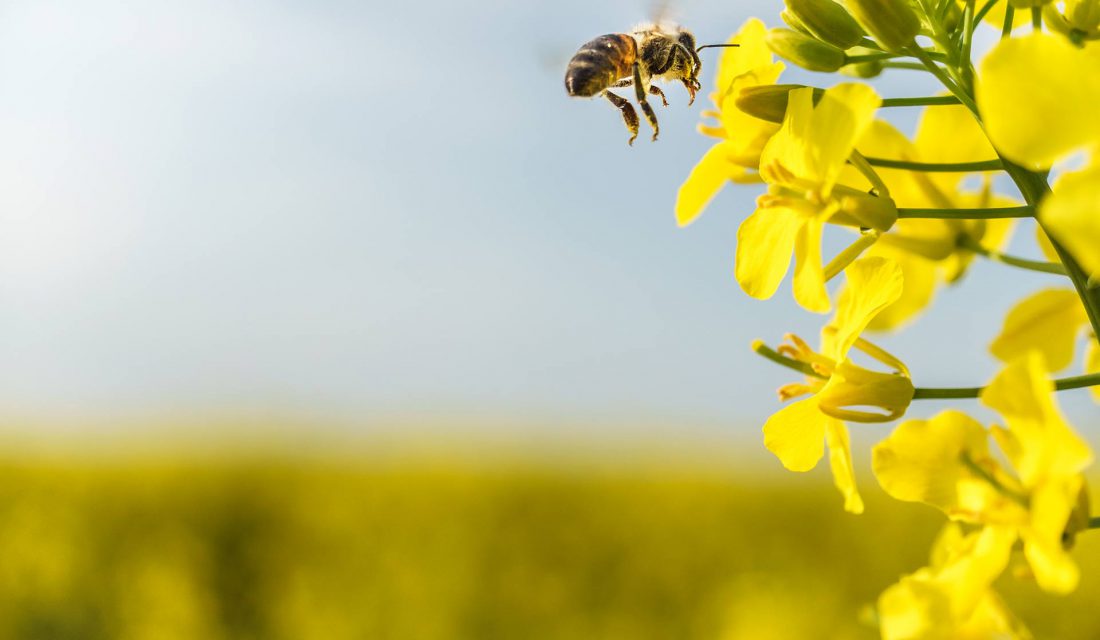 pollinator canola