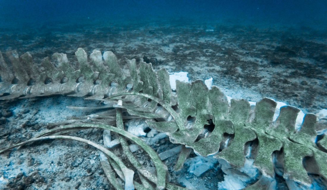 whale skeleton