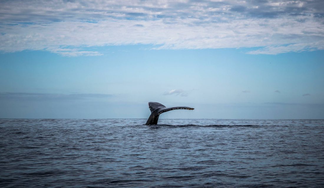 whale tail