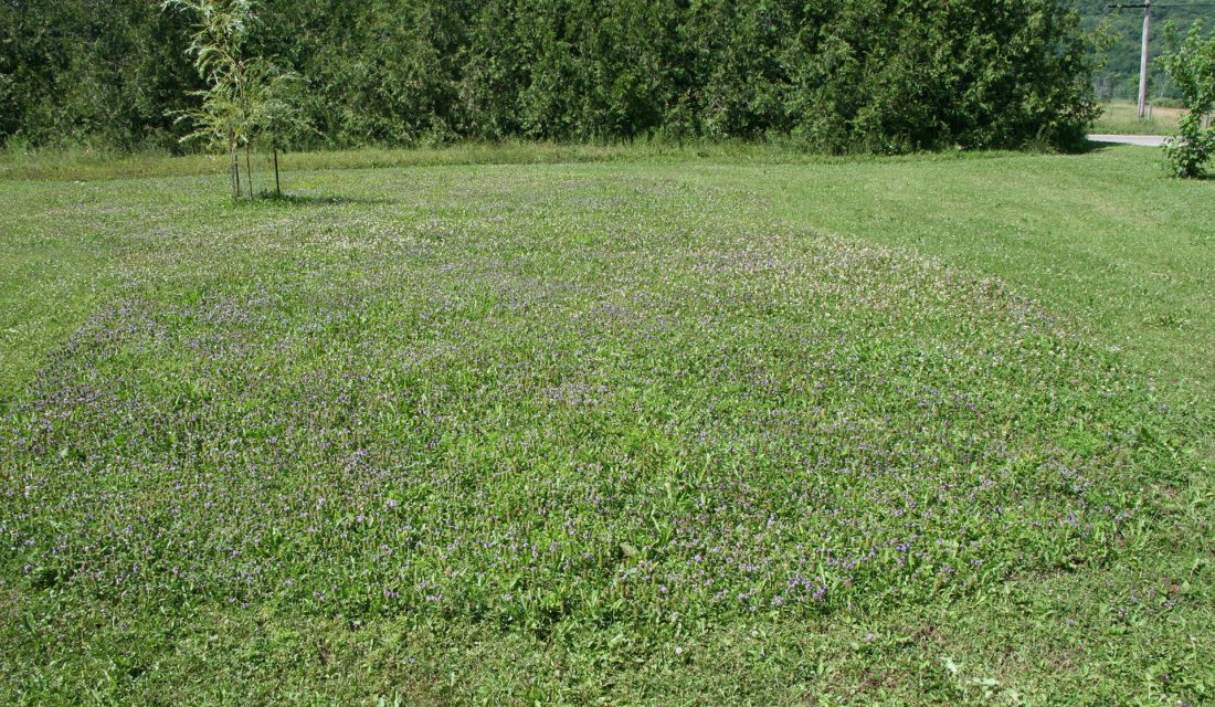 pollinator patch carolyn callaghan