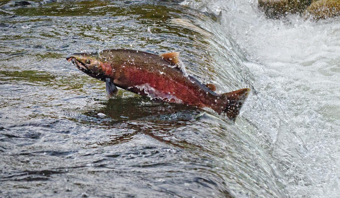 chum salmon