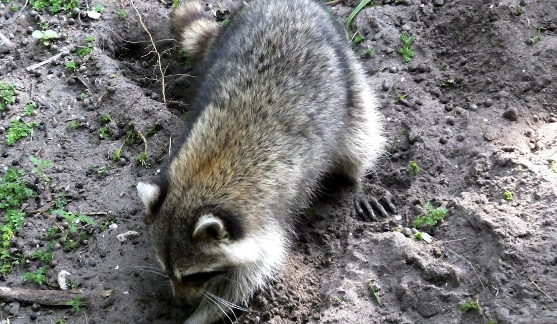 raccoon digging