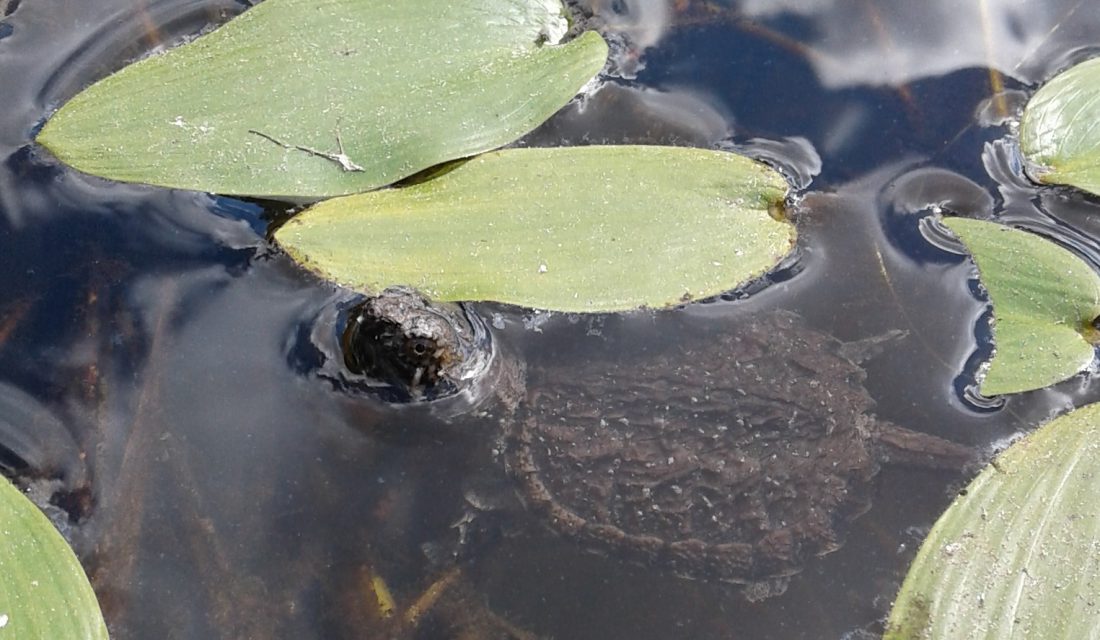 snapping turtle baby hatchling