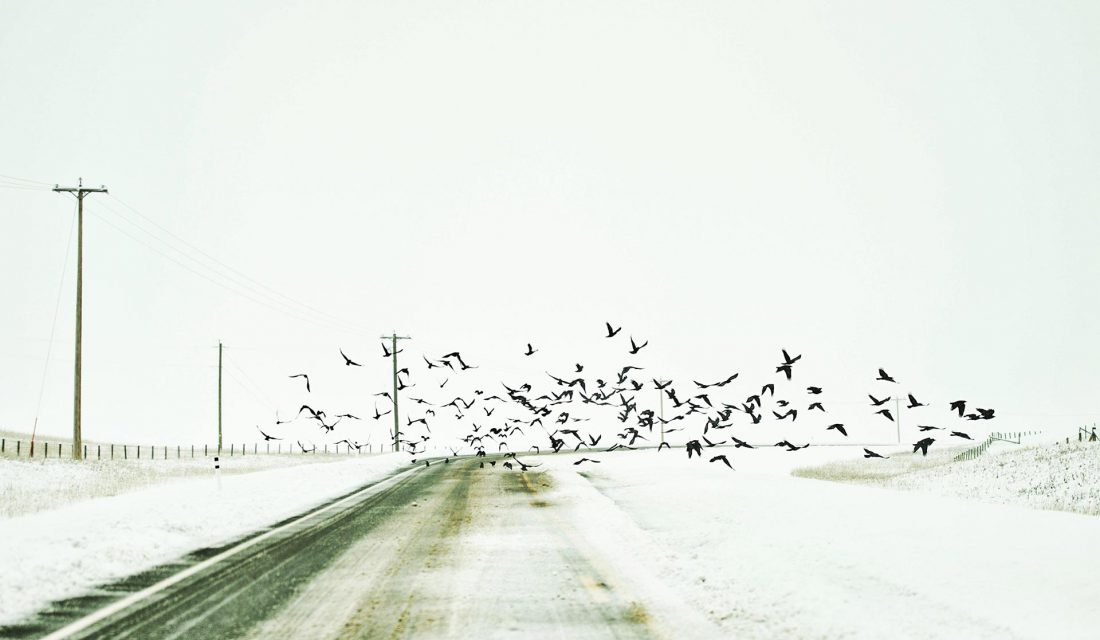 crows by Zoe Xuanzi