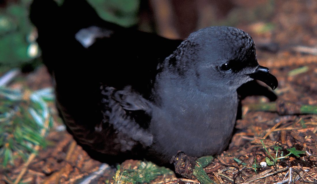 Leach's Storm Petrel