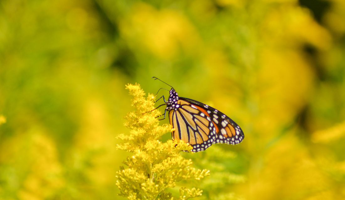 monarch on golden rod caitlin brant