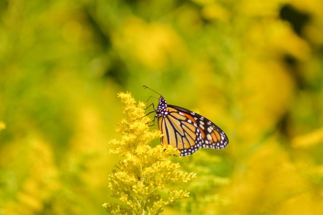 monarch on golden rod caitlin brant