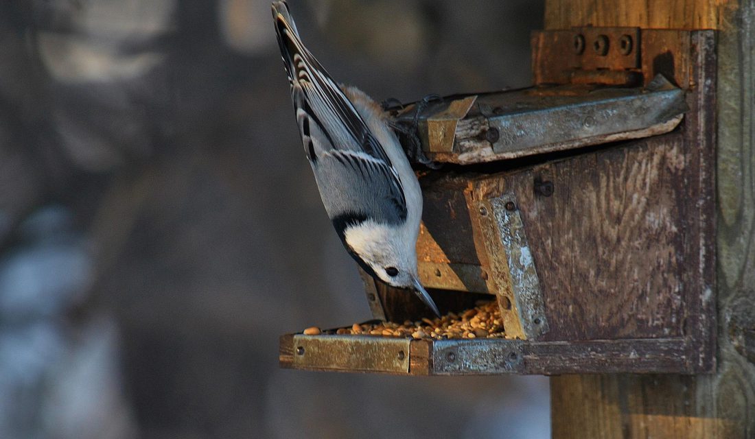 nuthatch