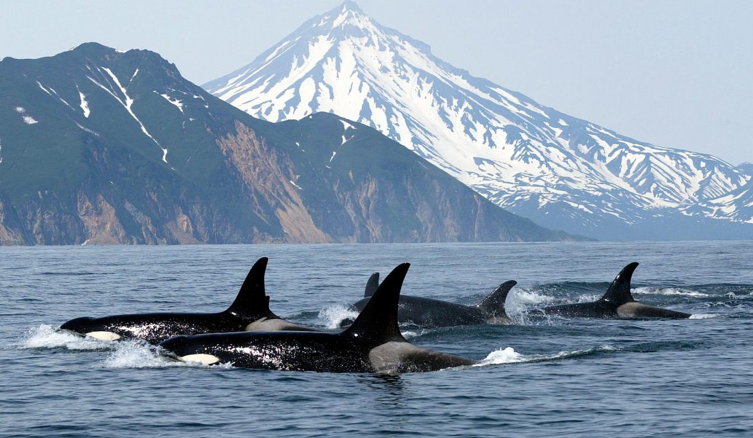 orcas