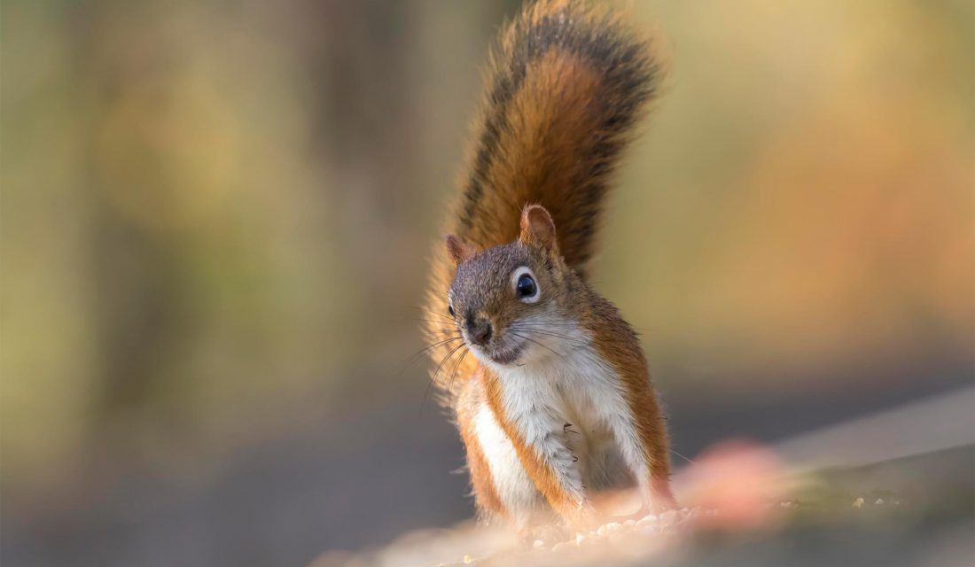 red squirrel