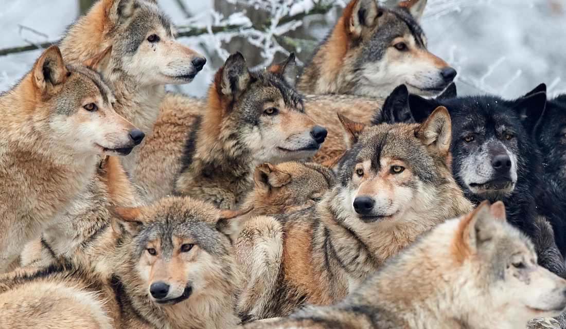 Come Together: 6 Animals That Work Best As A Team – Your Connection to  Wildlife