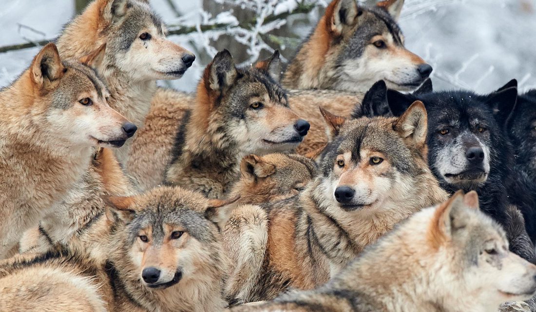 Come Together: 6 Animals That Work Best As A Team – Your Connection to