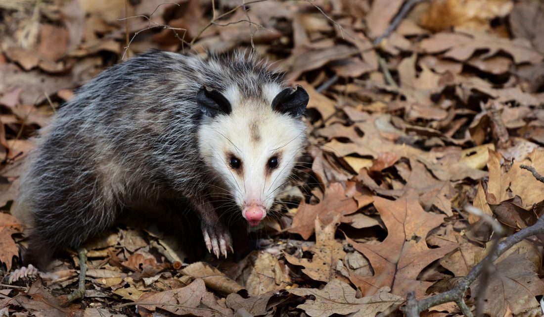 Les animaux ont ils une personnalit Votre lien avec la faune