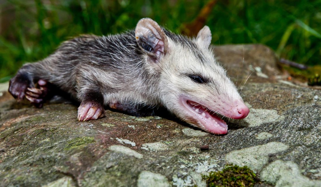 oppossum playing dead