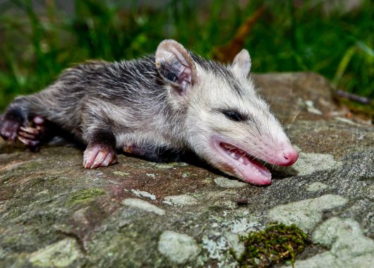 oppossum playing dead