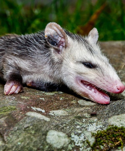oppossum playing dead