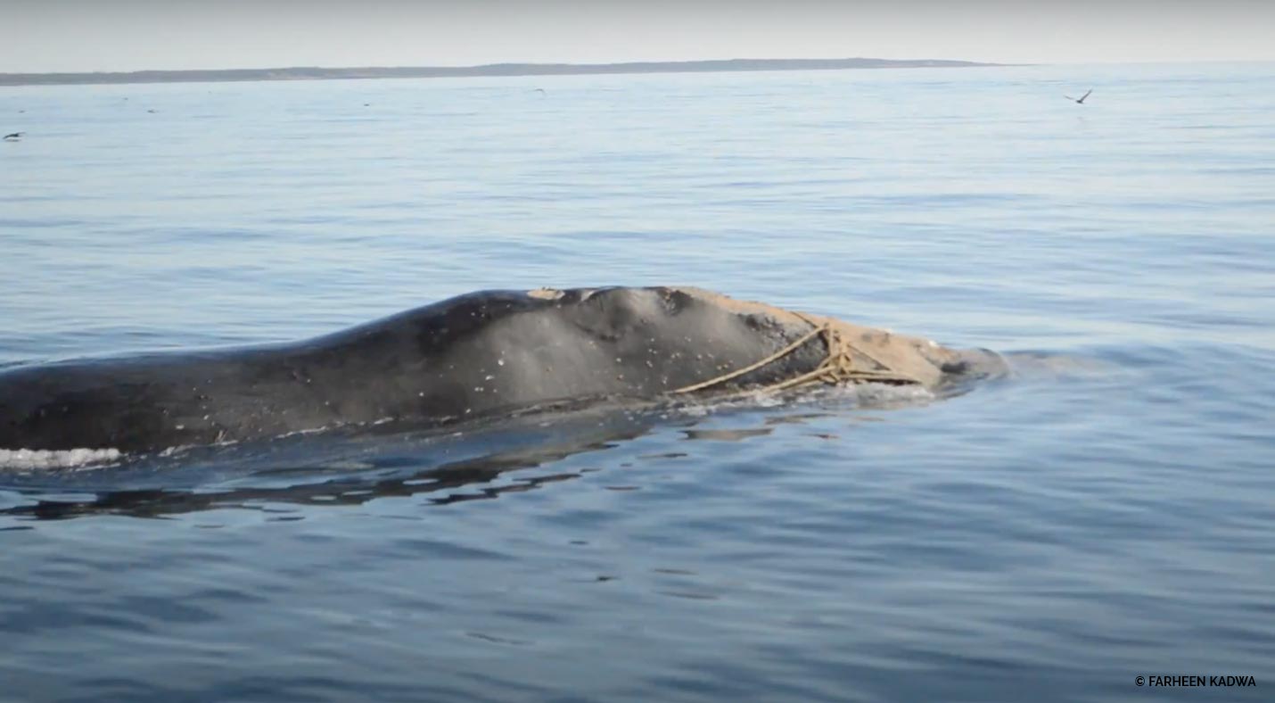 tangled right whale