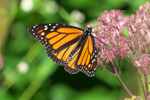 Un papillon monarque