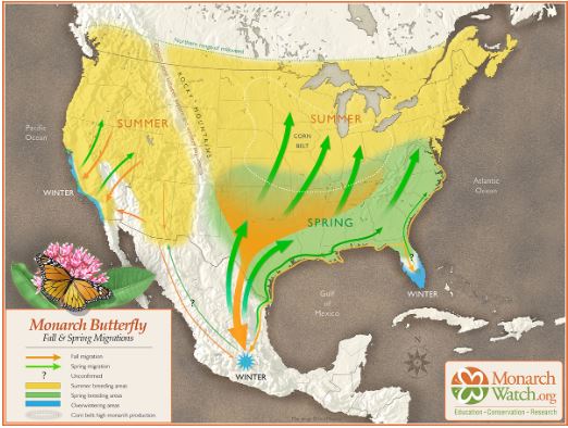 Monarch migration pathways