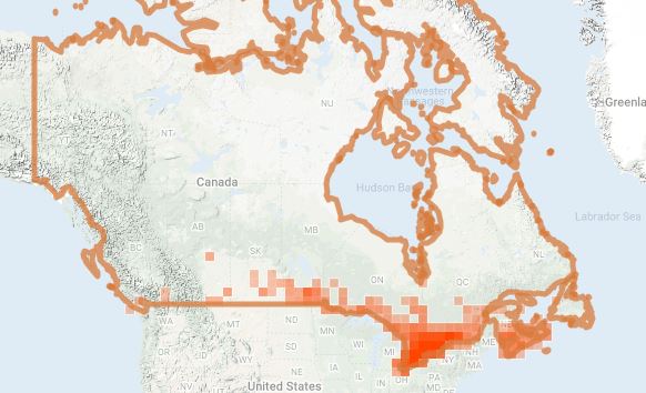 Map of Canada showing all iNaturalist research grade observations of Monarchs in Canada 2008-2020