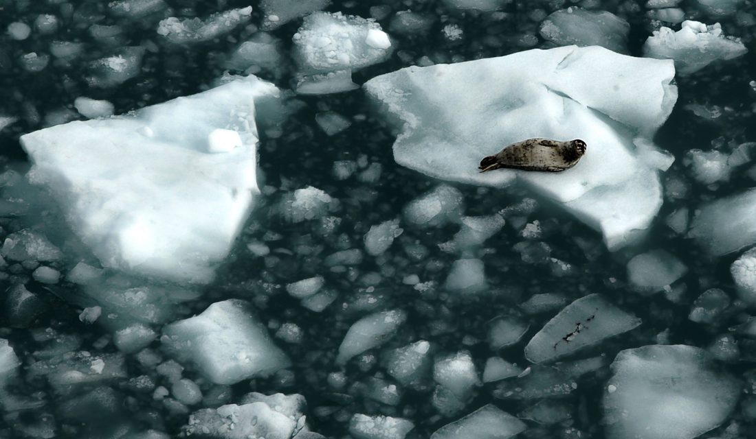 harbour seal sea ice