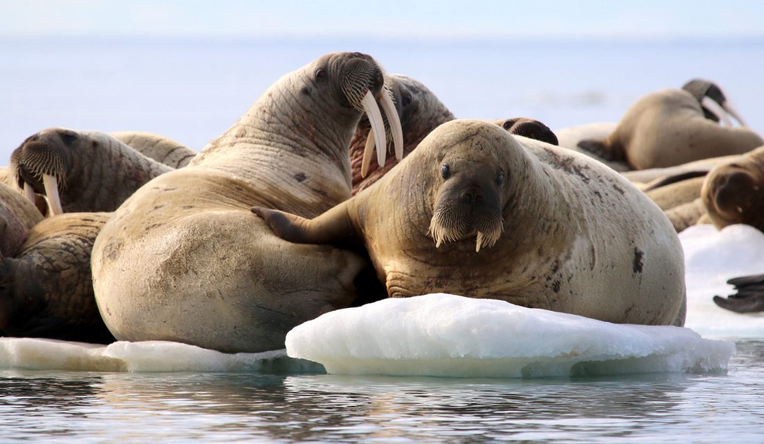 Vanishing Ice: How is the Melting Arctic Sea Ice Affecting Wildlife? – Your  Connection to Wildlife