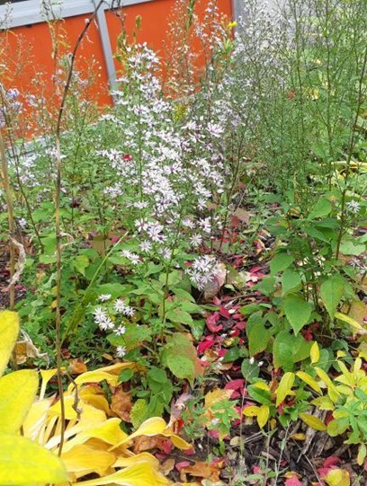 Native and Ornamental Brookfield plants