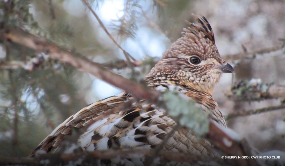 Ruffed Grouse © Sherry Nigro | CWF Photo Club