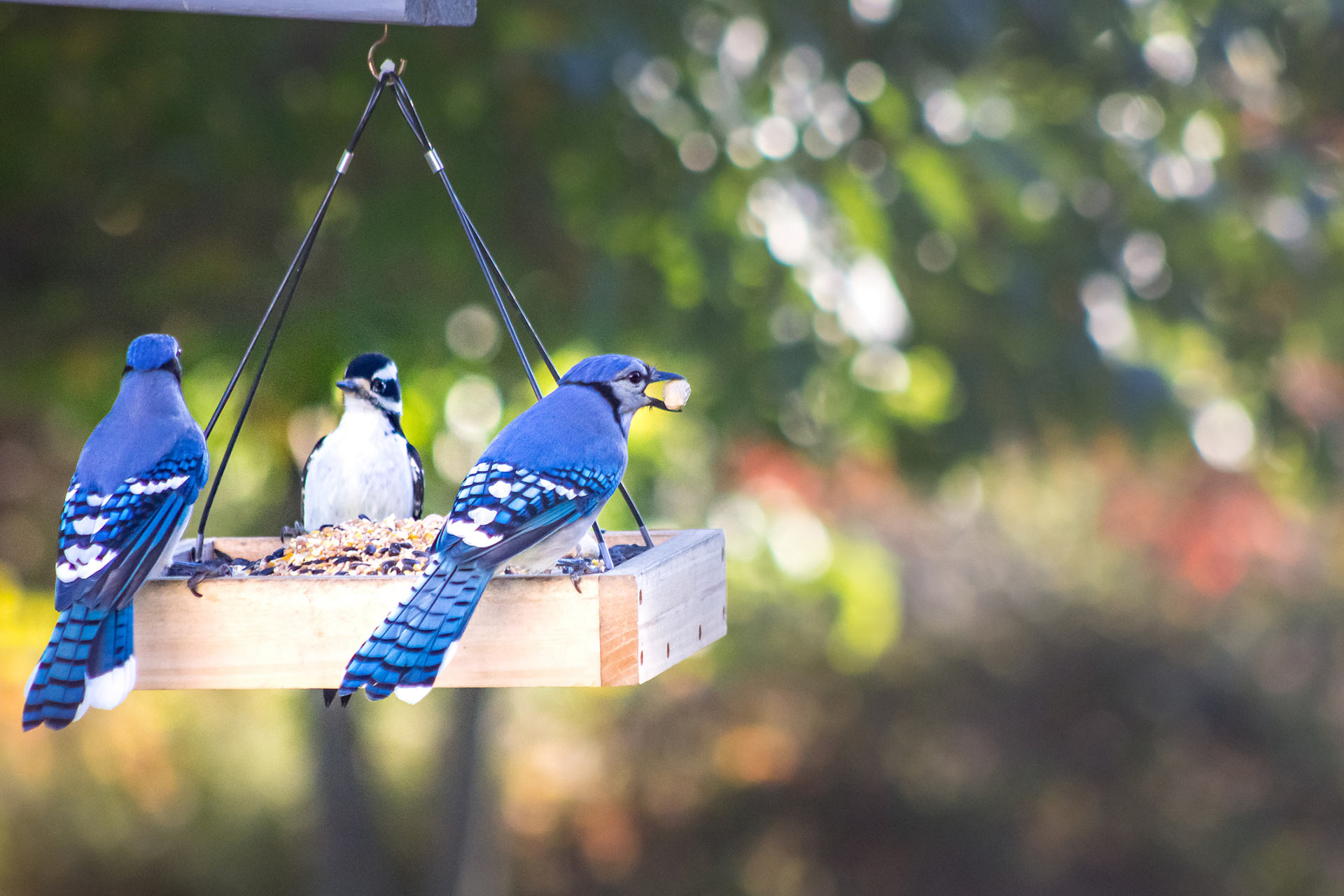 Blue Jays on feeder