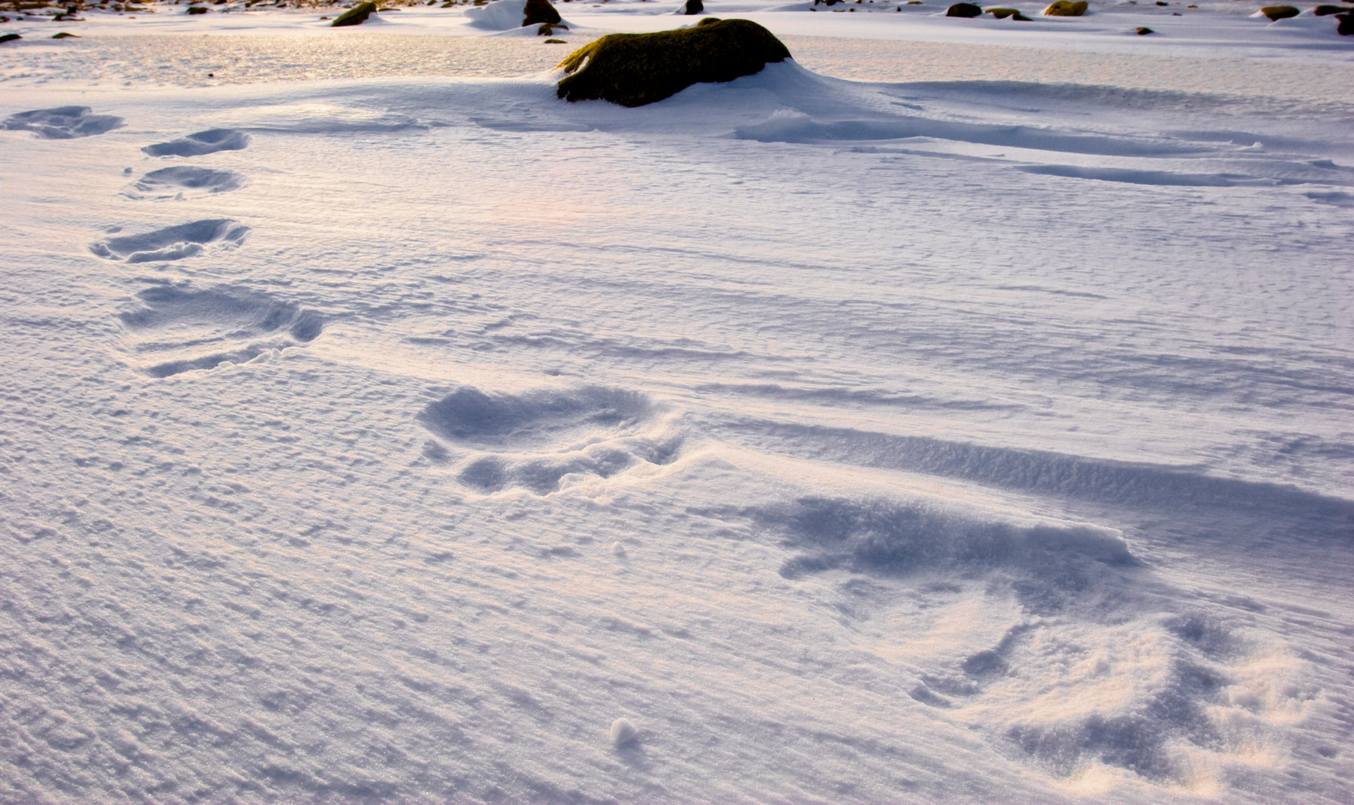 Sentier D'empreinte De Lapin Ou De Lièvre Empreintes De Pied De Lapin Sur  La Neige