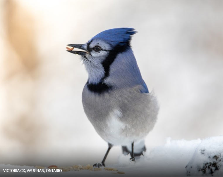 Bird of the Month - February (Blue Jay)