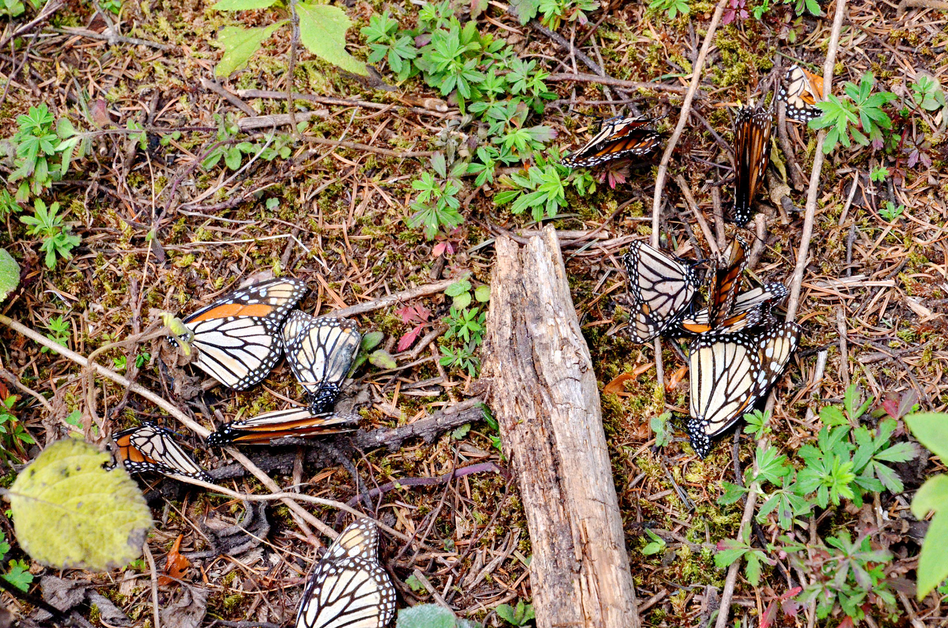 papillon monarques morte dans forêt