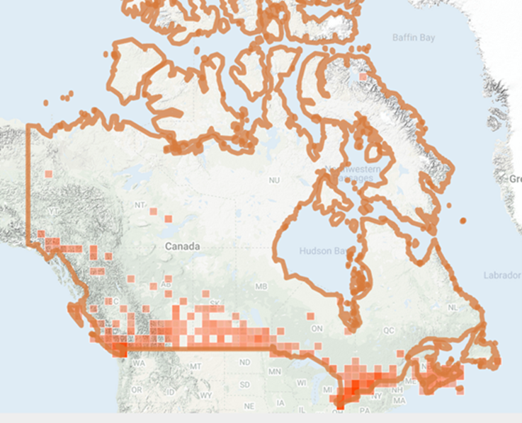 barn swallow map